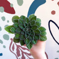 Whirlpool Plant - Petrocosmea 'Keystone's Belmont' - Welsh Grown - Sprouts of Bristol