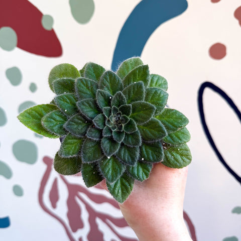 Whirlpool Plant - Petrocosmea 'Keystone's Belmont' - Welsh Grown - Sprouts of Bristol
