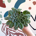 Whirlpool Plant - Petrocosmea sericea - Welsh Grown - Sprouts of Bristol