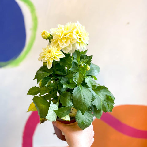 White Dahlia - Dahlia 'Dahlietta Shirley' - British Grown - Sprouts of Bristol