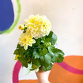 White Dahlia - Dahlia 'Dahlietta Shirley' - British Grown - Sprouts of Bristol