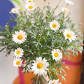White Marguerite Daisy Standard Tree - Argyranthemum frutescens - Sprouts of Bristol