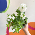 White Verbena 'Showboat White' - British Grown - Sprouts of Bristol