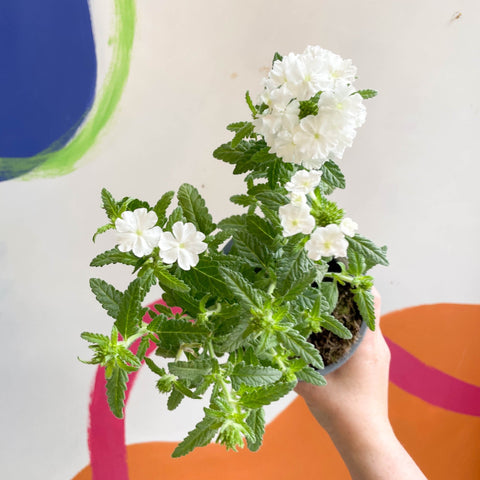 White Verbena 'Showboat White' - British Grown - Sprouts of Bristol