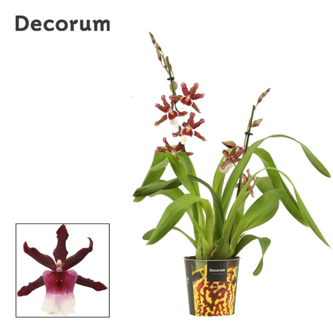xMiltonidium 'Renaissance Grandeur' - Cambria Orchid - Sprouts of Bristol