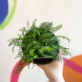 Yarrow - Achillea millefolium 'New Vintage Violet' - British Grown Herbaceous Perennial - Sprouts of Bristol
