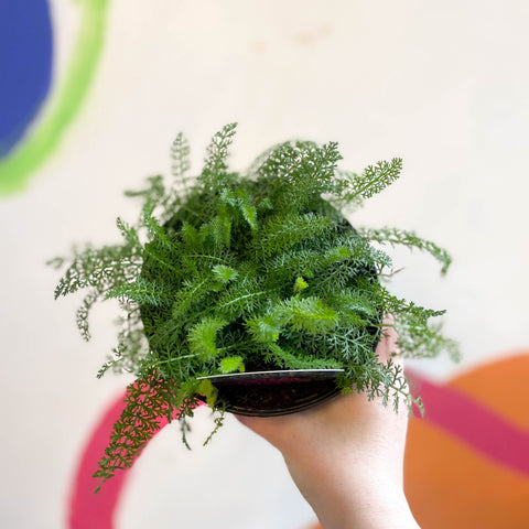 Yarrow - Achillea millefolium 'New Vintage Violet' - British Grown Herbaceous Perennial - Sprouts of Bristol