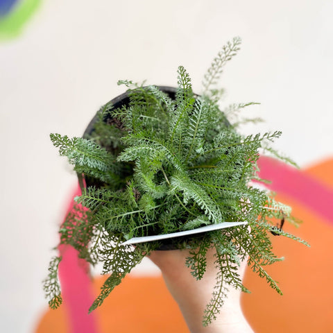 Yarrow - Achillea millefolium 'Peggy Sue' - British Grown Herbaceous Perennial - Sprouts of Bristol