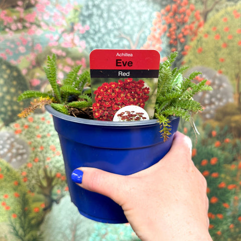 Yarrow - Achillea millefolium 'Red Eve' - British Grown Herbaceous Perennial - Sprouts of Bristol