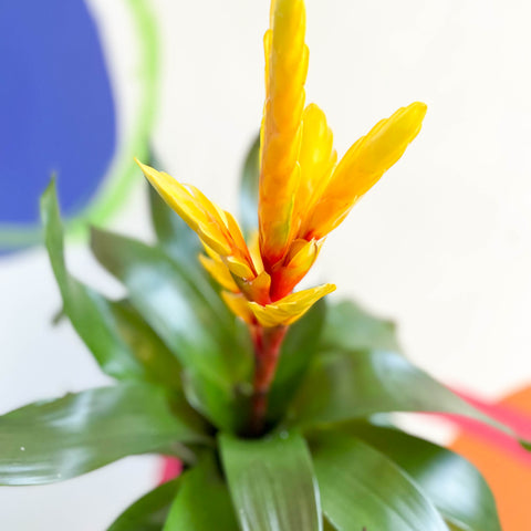 Flaming Sword Bromeliad - Vriesea 'Intenso Yellow'