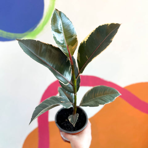 Variegated Rubber Tree - Ficus elastica 'Tineke' - British Grown