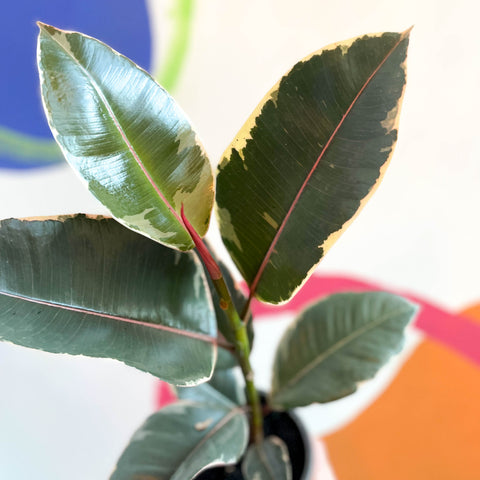 Variegated Rubber Tree - Ficus elastica 'Tineke' - British Grown