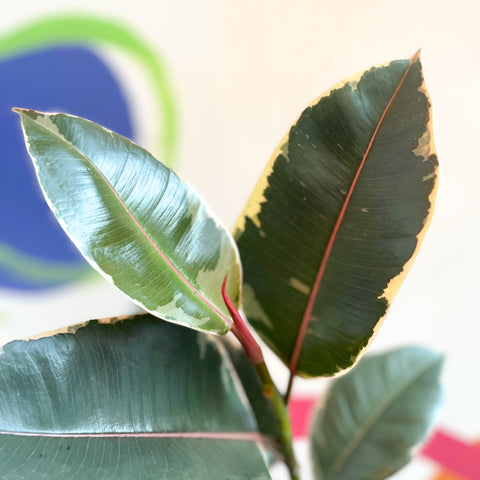 Variegated Rubber Tree - Ficus elastica 'Tineke' - British Grown