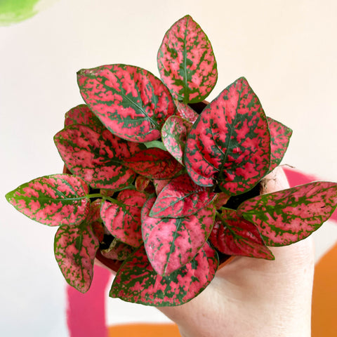 Hypoestes phyllostachya - Red Polka Dot Plant