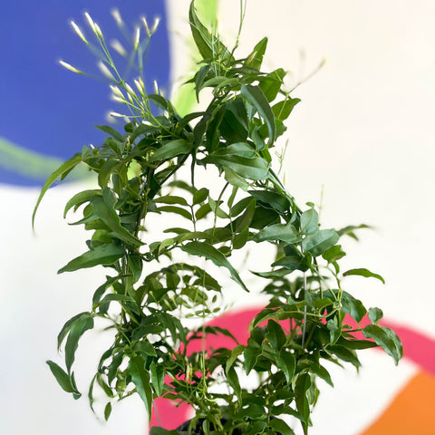 Jasminum polyanthum - Many-Flowered Jasmine