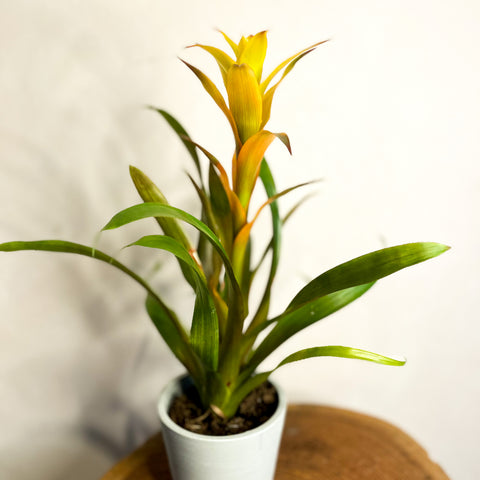 Scarlet Star - Guzmania - Bromeliad