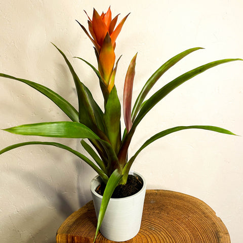 Scarlet Star - Guzmania - Bromeliad