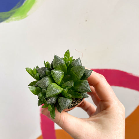 Haworthia retusa - Star Cactus