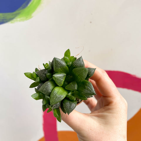 Haworthia retusa - Star Cactus