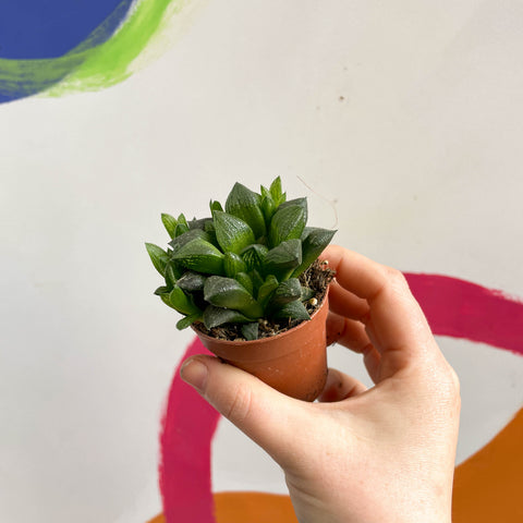 Haworthia retusa - Star Cactus