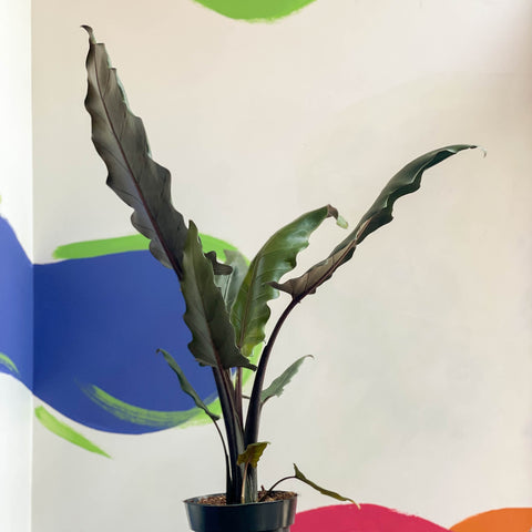 Lila Schwert - Alocasia lauterbachiana