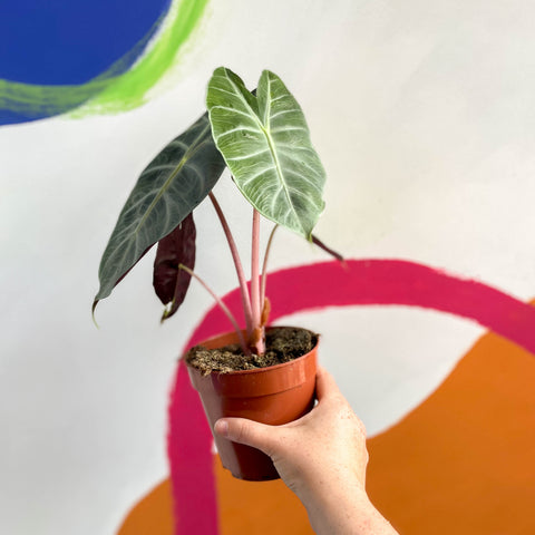 Alocasia 'Pink Dragon'