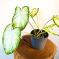 Aaron Caladium - Sprouts of Bristol