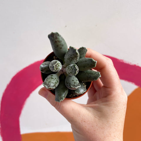 Adromischus marianae 'Coffee Bean' - Sprouts of Bristol