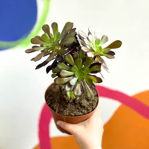 Aeonium arboreum 'Velour' - Sprouts of Bristol