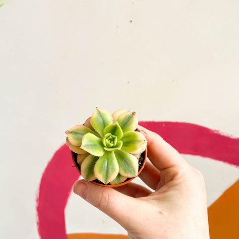 Aeonium 'Starburst' - Sprouts of Bristol