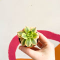 Aeonium 'Starburst' - Sprouts of Bristol