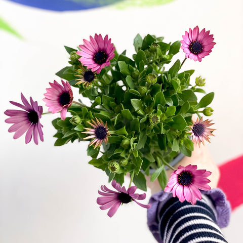 African Daisy - Osteospermum - Sprouts of Bristol