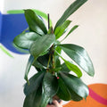 African Fig - Ficus cyathistipula - Sprouts of Bristol