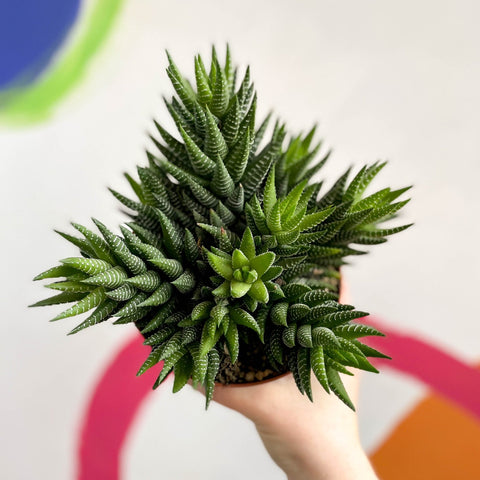 African Pearls - Haworthia reinwardtii - Sprouts of Bristol