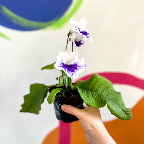 African Violet - Streptocarpus 'Blue Leyla' - Welsh Grown - Sprouts of Bristol