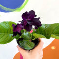 African Violet - Streptocarpus 'Bristol's Black Bird' - Welsh Grown - Sprouts of Bristol