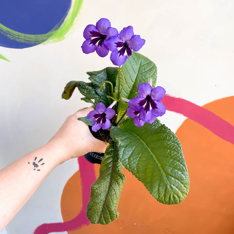 African Violet - Streptocarpus 'Cappuccino' - Welsh Grown - Sprouts of Bristol