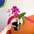 African Violet - Streptocarpus 'Carol' - Welsh Grown - Sprouts of Bristol