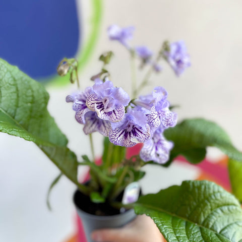 African Violet - Streptocarpus 'Dolina' - Welsh Grown - Sprouts of Bristol