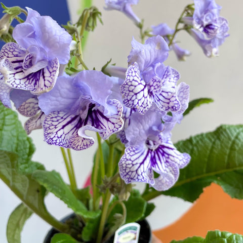 African Violet - Streptocarpus 'Dolina' - Welsh Grown - Sprouts of Bristol