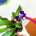 African Violet - Streptocarpus 'Gold Dust' - Welsh Grown - Sprouts of Bristol