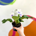 African Violet - Streptocarpus 'Gwen' - Welsh Grown - Sprouts of Bristol