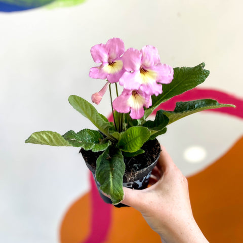 African Violet - Streptocarpus 'Hannah' - Welsh Grown - Sprouts of Bristol