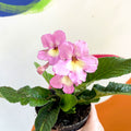 African Violet - Streptocarpus 'Hannah' - Welsh Grown - Sprouts of Bristol