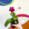 African Violet - Streptocarpus 'Hope' - Welsh Grown - Sprouts of Bristol