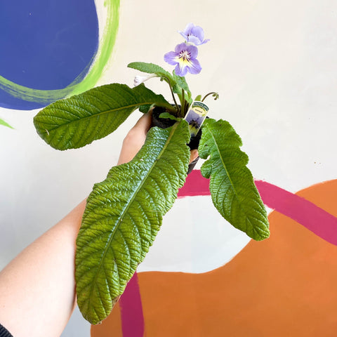 African Violet - Streptocarpus 'Natalie' - Welsh Grown - Sprouts of Bristol