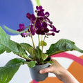 African Violet - Streptocarpus 'Patricia' - Welsh Grown - Sprouts of Bristol