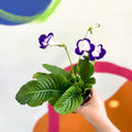 African Violet - Streptocarpus 'Roulette Azur' - Welsh Grown - Sprouts of Bristol