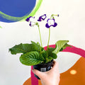 African Violet - Streptocarpus 'Roulette Azur' - Welsh Grown - Sprouts of Bristol