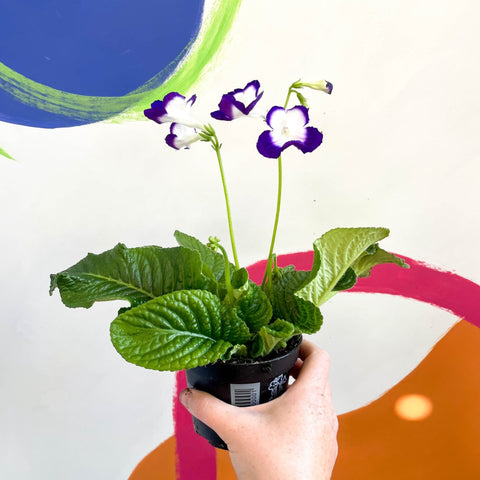 African Violet - Streptocarpus 'Roulette Azur' - Welsh Grown - Sprouts of Bristol
